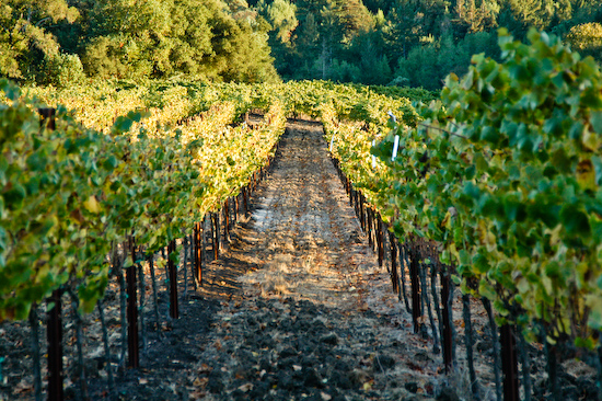 Vines of Camalie Vineyards