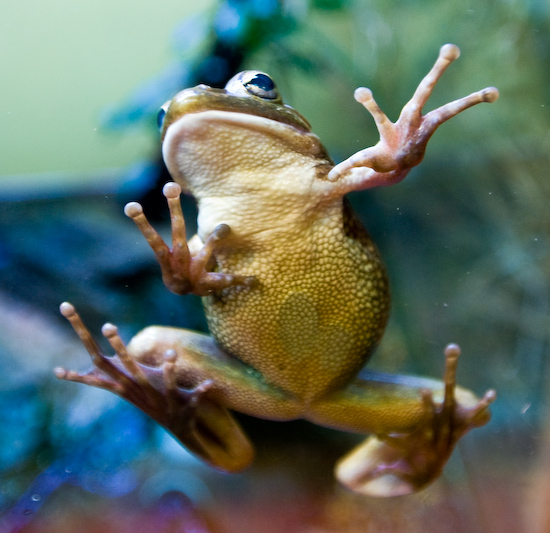 Tree Frog on Glass