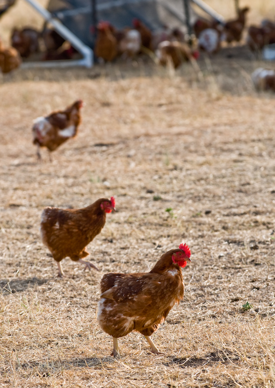 Coyote Creek Farm - Hens