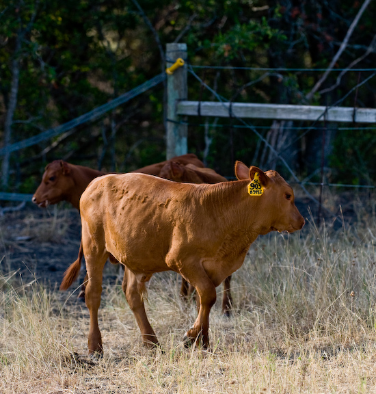 Coyote Creek Farm - Calves