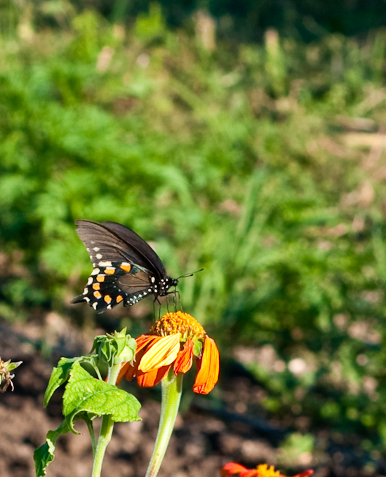 Montesino Farm - Butterfly