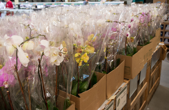 Orchids