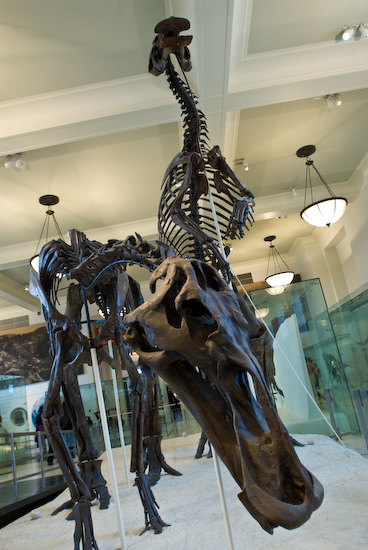 Hadrosaur Skeletons