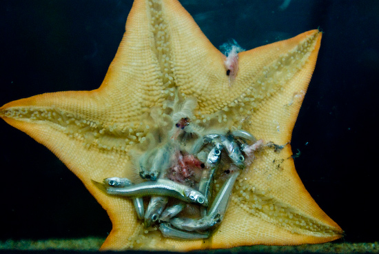 A Starfish Having Dinner